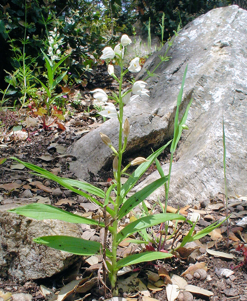 Cephalanthera longifolia